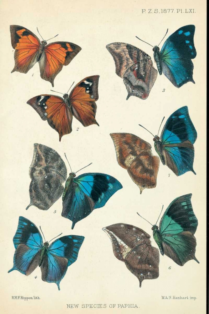 Butterflies, Paphia art print by Robert Rippon for $57.95 CAD