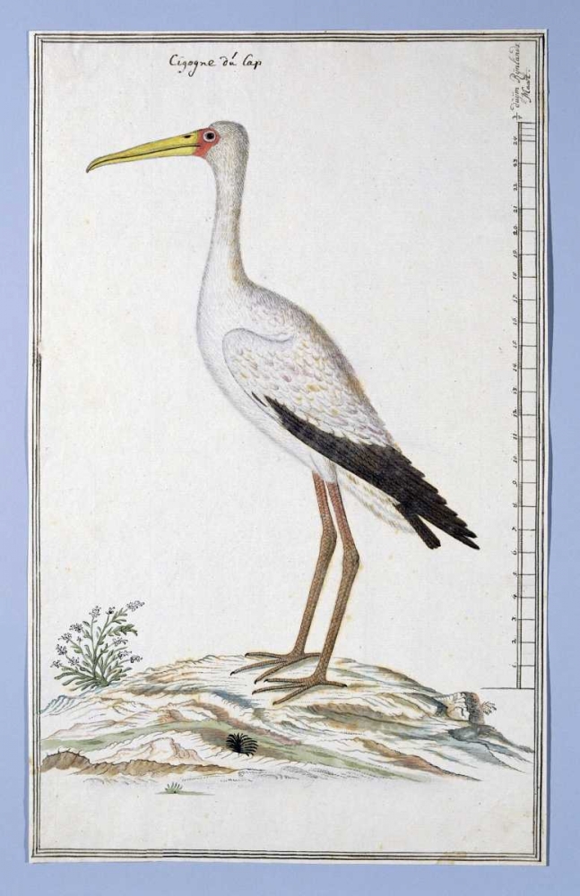 Stork art print by Robert J. Gordon for $57.95 CAD