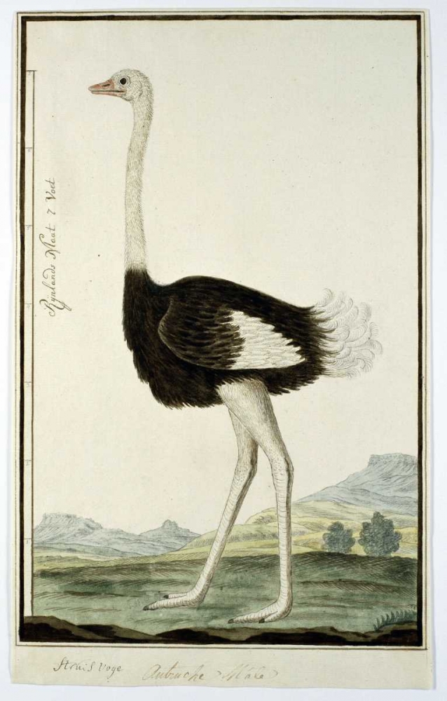 Ostrich art print by Robert J. Gordon for $57.95 CAD