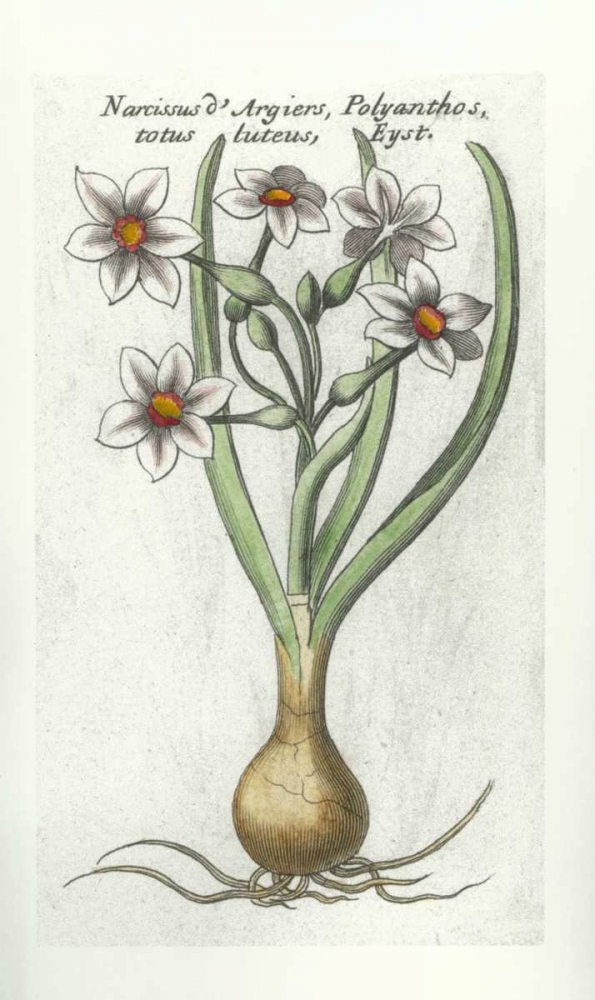 Narcissus DArgier art print by Robert Morison for $57.95 CAD