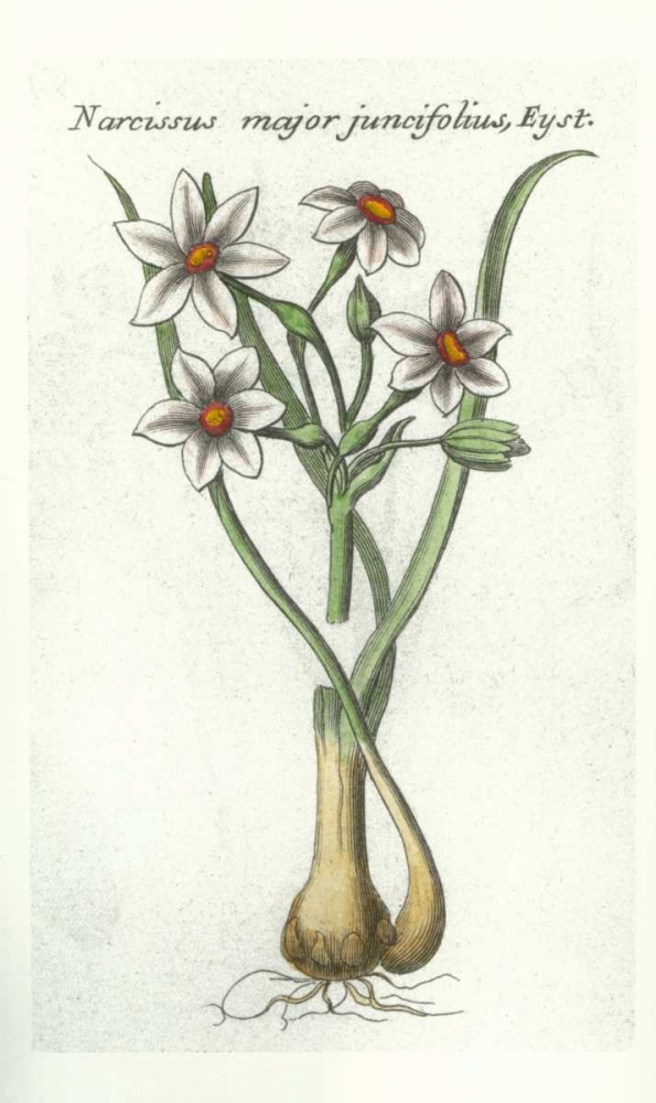Narcissus Juncifolius art print by Robert Morison for $57.95 CAD