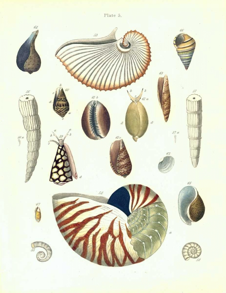 Shells, Plate 5 art print by Samuel Brookes for $57.95 CAD