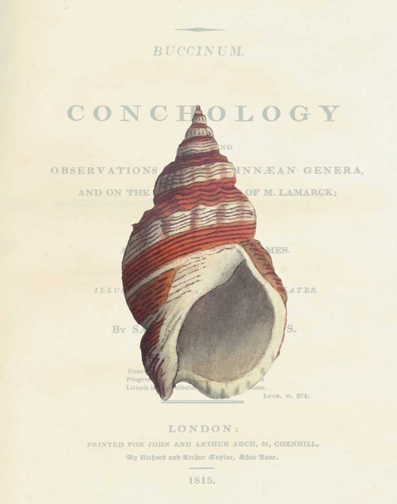 Shell, Buccinum Undatum art print by Samuel Brookes for $57.95 CAD