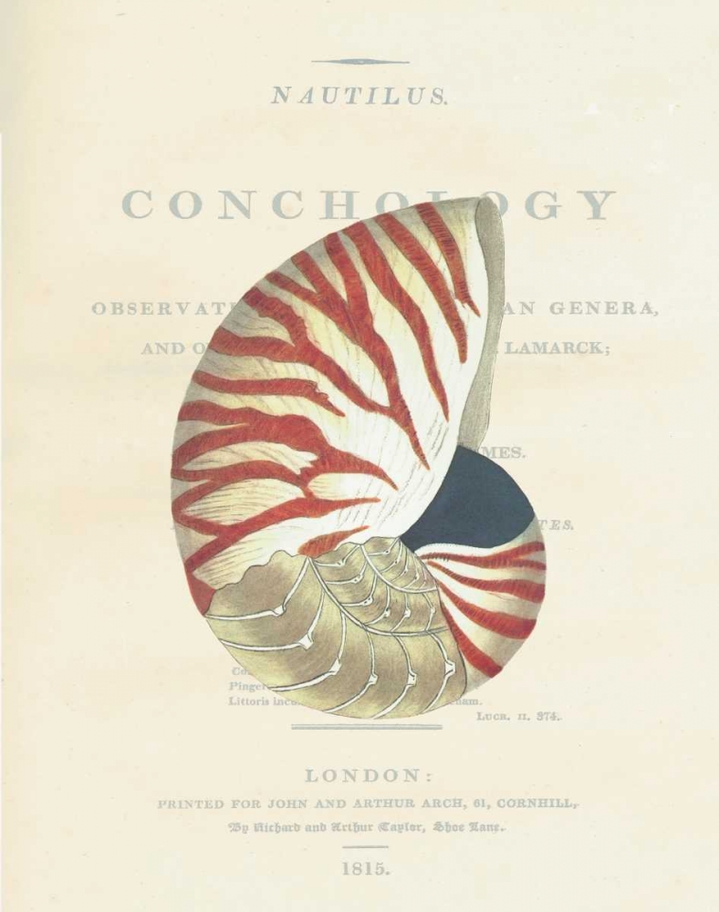Shell, Nautiilus art print by Samuel Brookes for $57.95 CAD