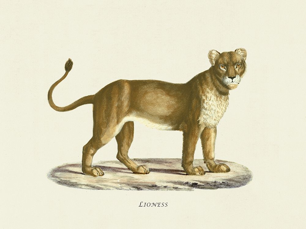 Lioness art print by Heinrich Rudolf Schinz for $57.95 CAD