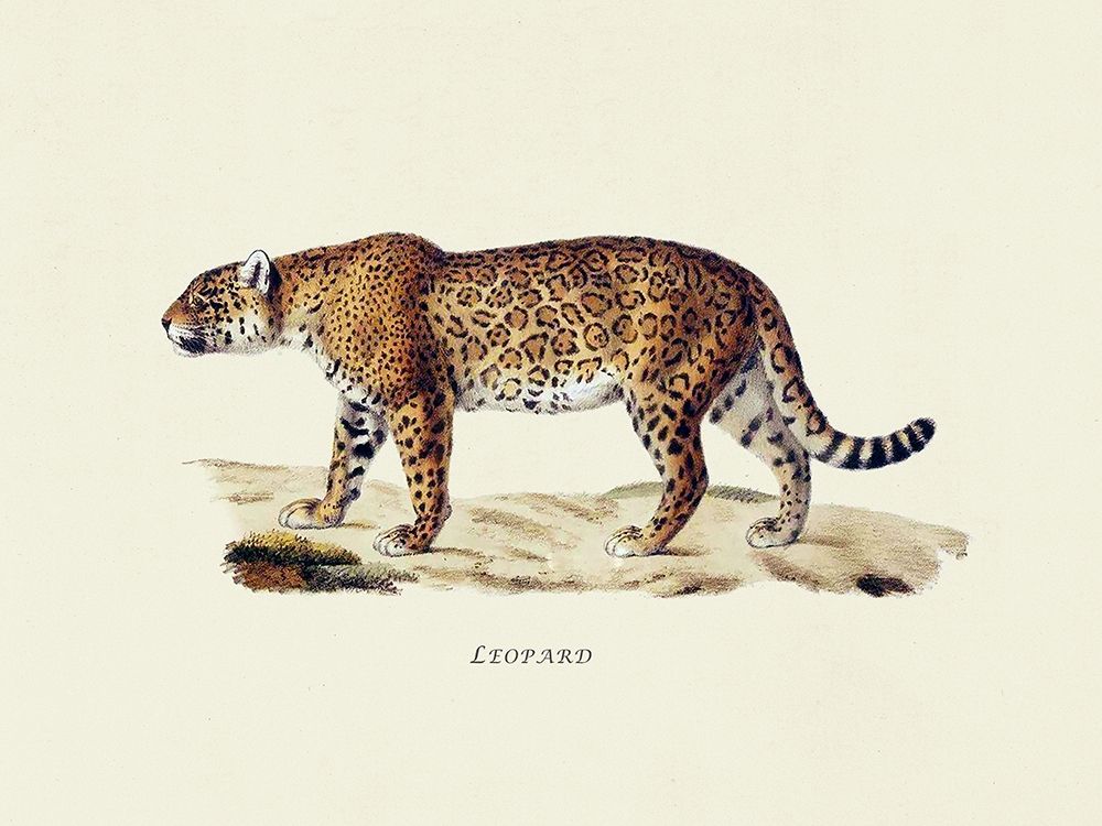 Leopard art print by Heinrich Rudolf Schinz for $57.95 CAD