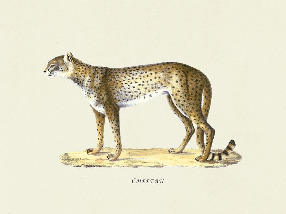Cheetah art print by Heinrich Rudolf Schinz for $57.95 CAD