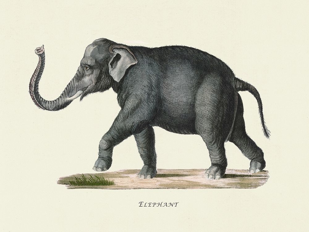 Elephant art print by Heinrich Rudolf Schinz for $57.95 CAD