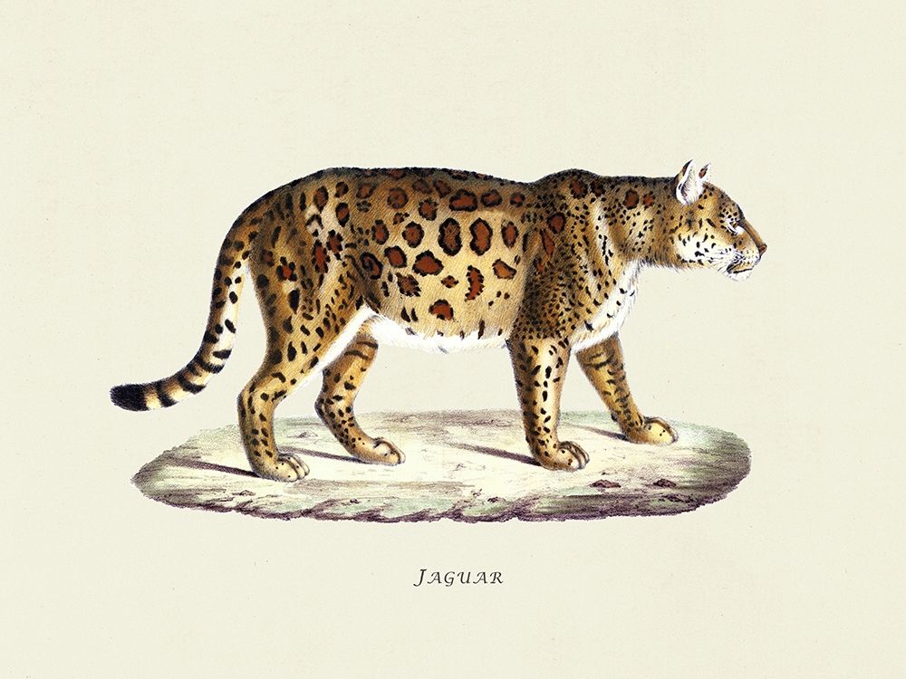 Jaguar art print by Heinrich Rudolf Schinz for $57.95 CAD
