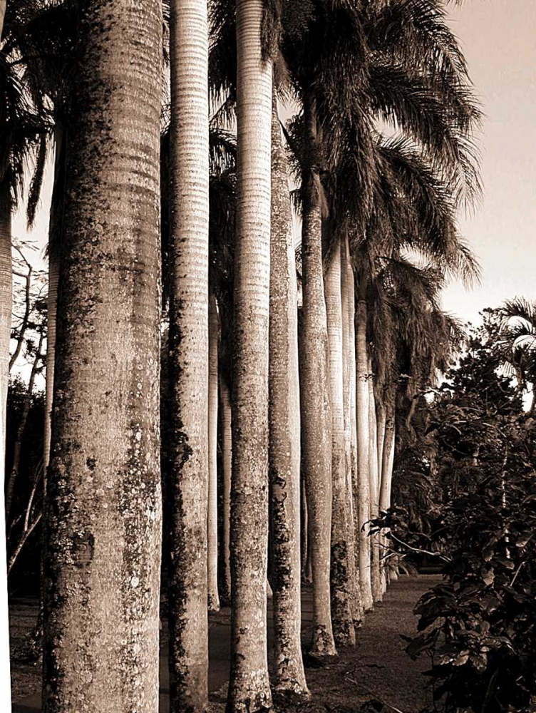King Palms, Mauritius art print by Cyril Blue for $57.95 CAD