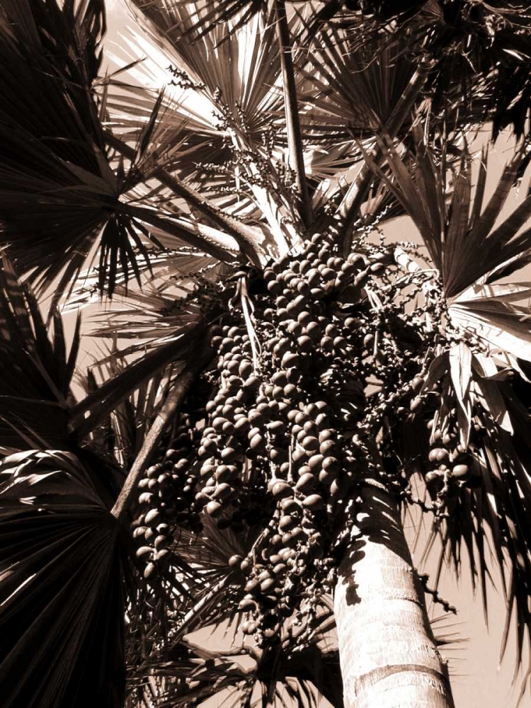 Date Palm, Mauritius art print by Cyril Blue for $57.95 CAD