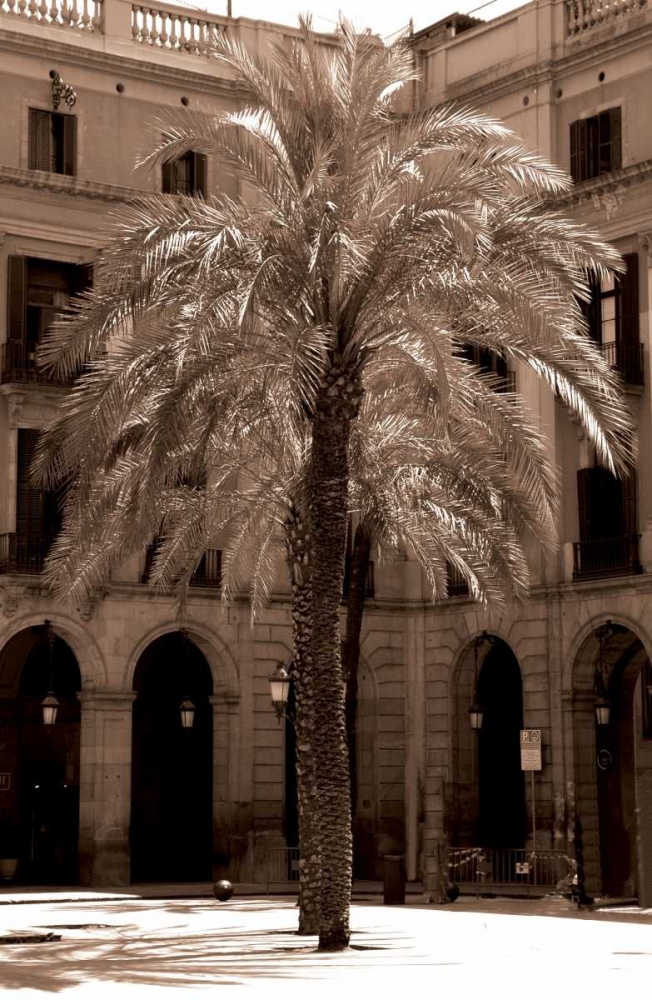 Canary Palm, Barcelona art print by Cyril Blue for $57.95 CAD