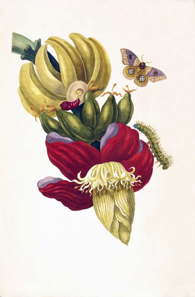 Banana, Butterfly, plate13 art print by Sybilla Merian for $57.95 CAD