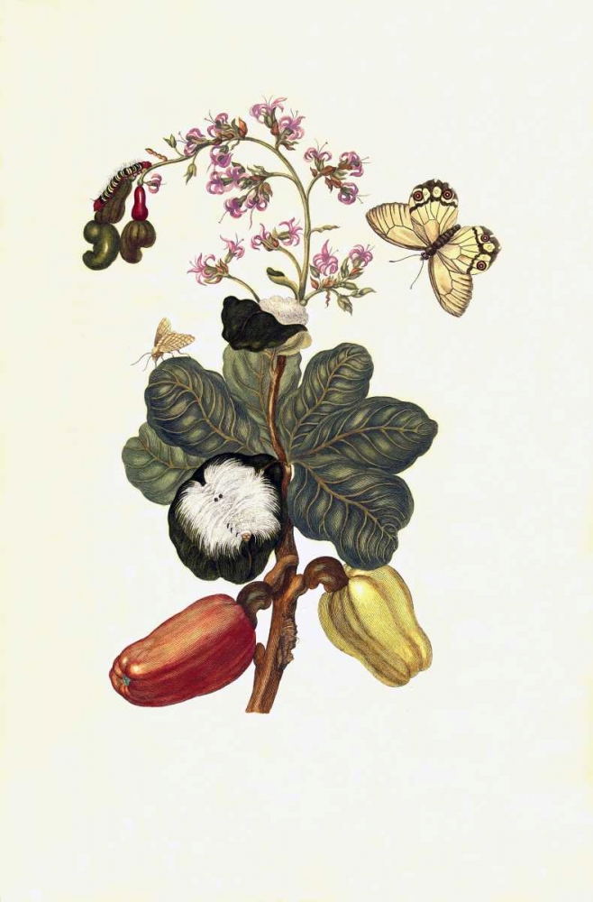 Tropical fruit, Butterfly, plate16 art print by Sybilla Merian for $57.95 CAD