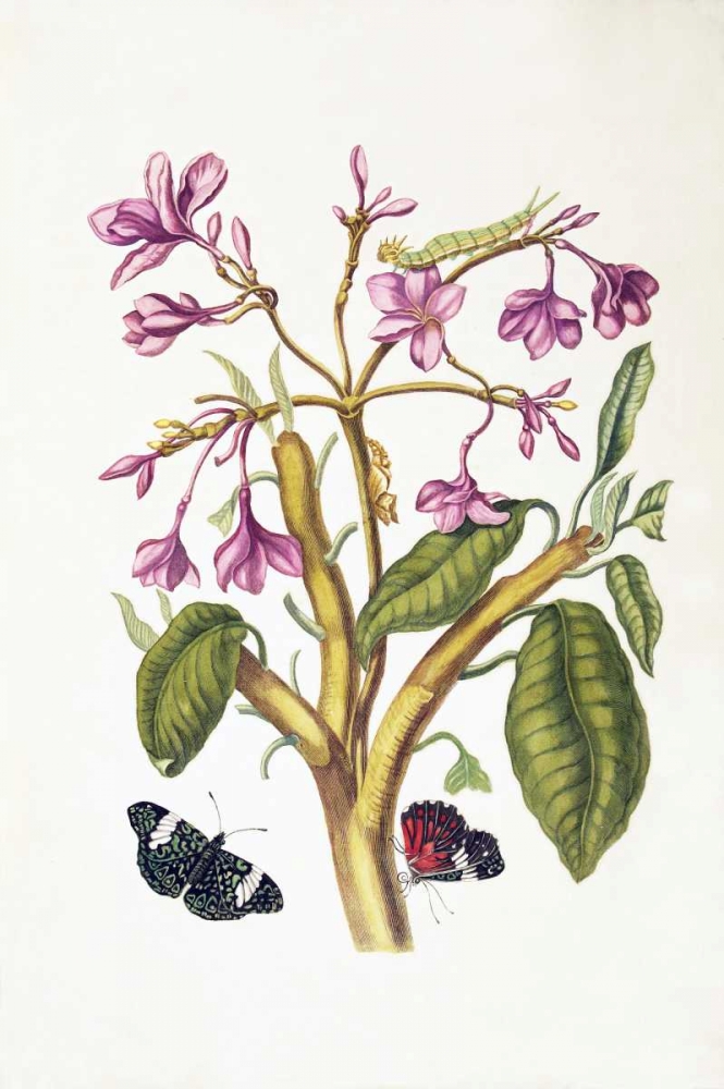 Tropical flower, Butterflies, plate 8 art print by Sybilla Merian for $57.95 CAD