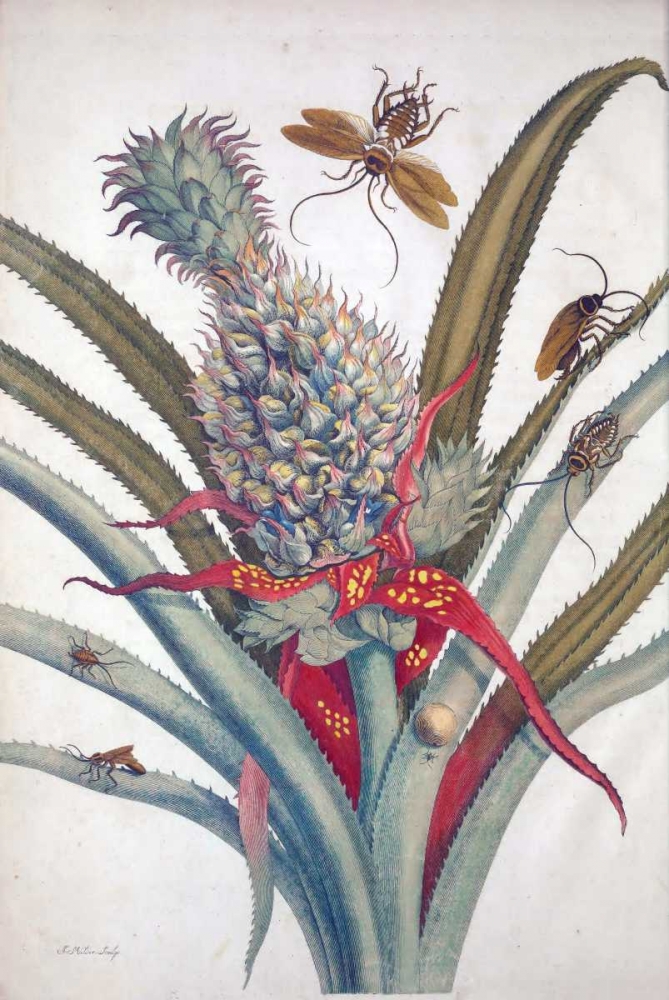 Pineapple, Insects, plate 1 art print by Sybilla Merian for $57.95 CAD