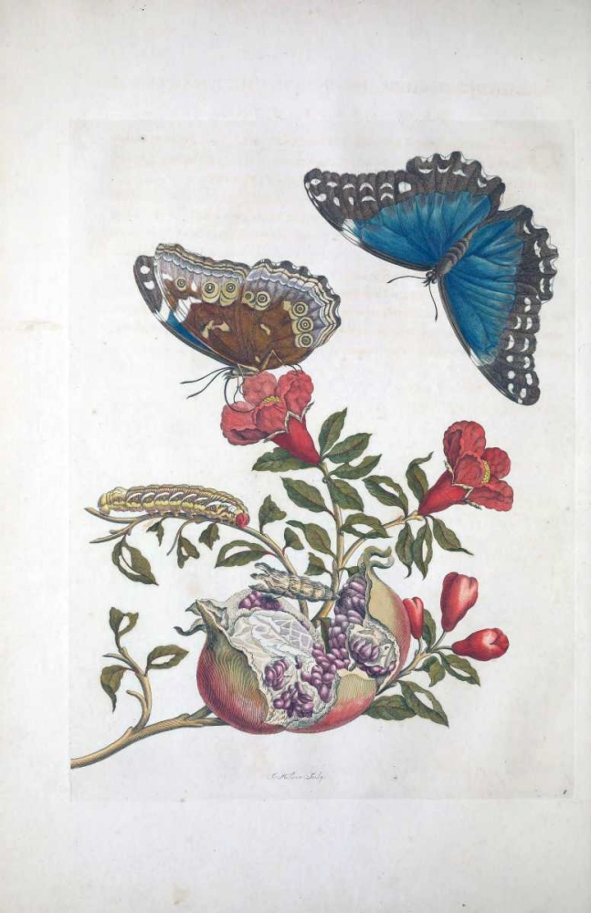 Tropical fruit,Butterflies,  plate 96 art print by Sybilla Merian for $57.95 CAD