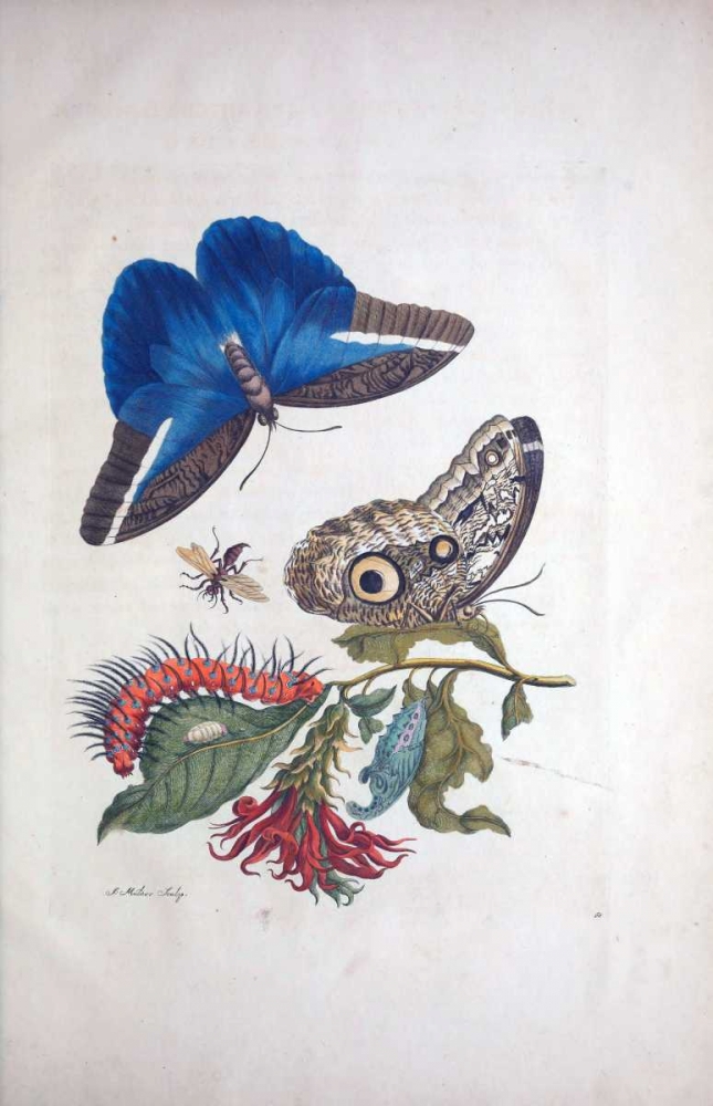 Tropical fruit, Butterflies, plate 3 art print by Sybilla Merian for $57.95 CAD