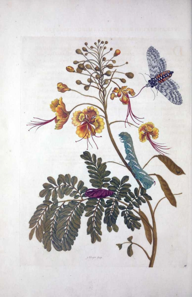 Tropical flower,Butterfly,  plate 45 art print by Sybilla Merian for $57.95 CAD