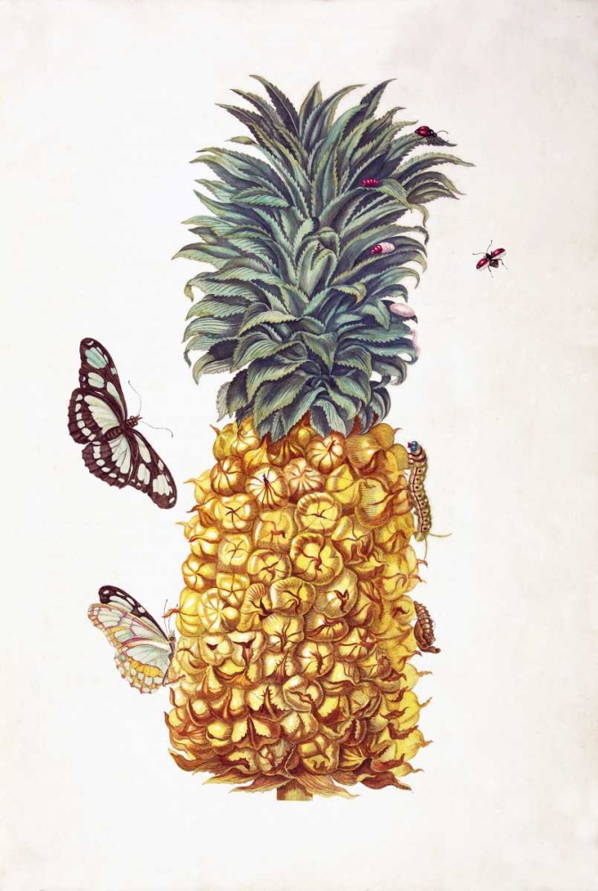 Pineapple, Butterflies, plate 11 art print by Sybilla Merian for $57.95 CAD