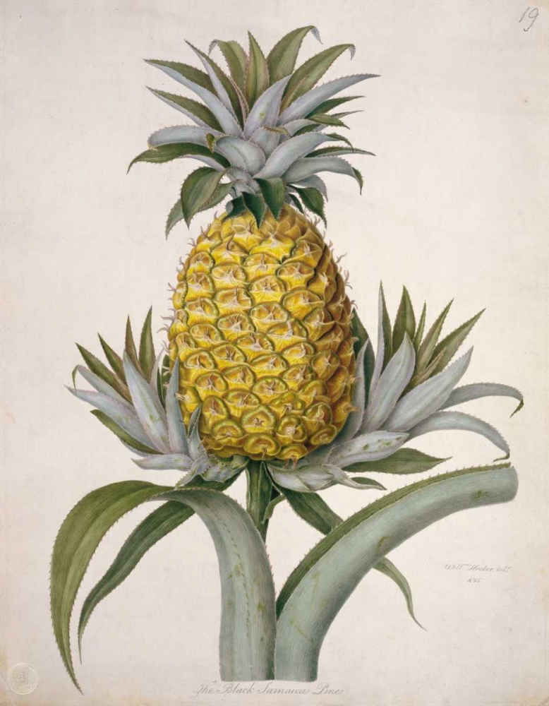 Black Jamaican Pineapple art print by William Hooker for $57.95 CAD