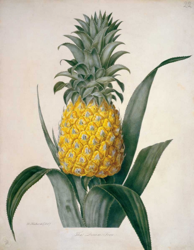 The Queen Pineapple art print by William Hooker for $57.95 CAD