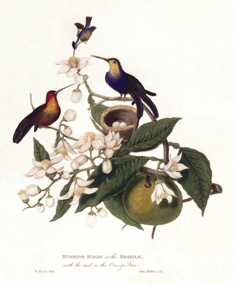 Humming Birds art print by William Hooker for $57.95 CAD