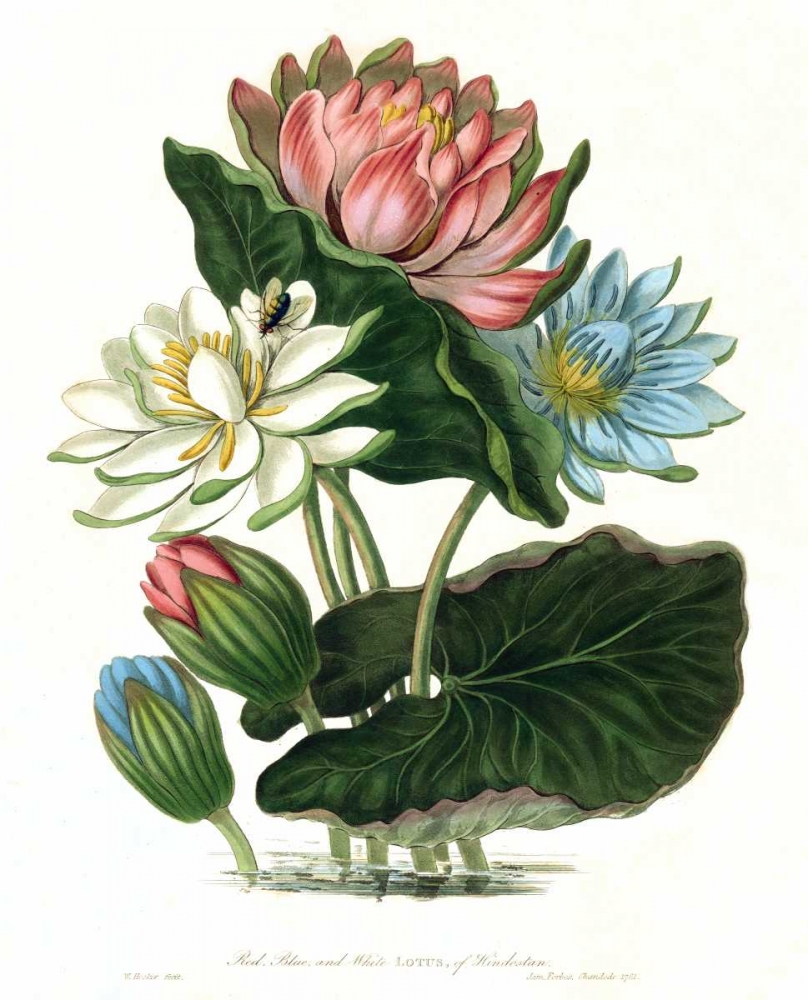 Lotus art print by William Hooker for $57.95 CAD