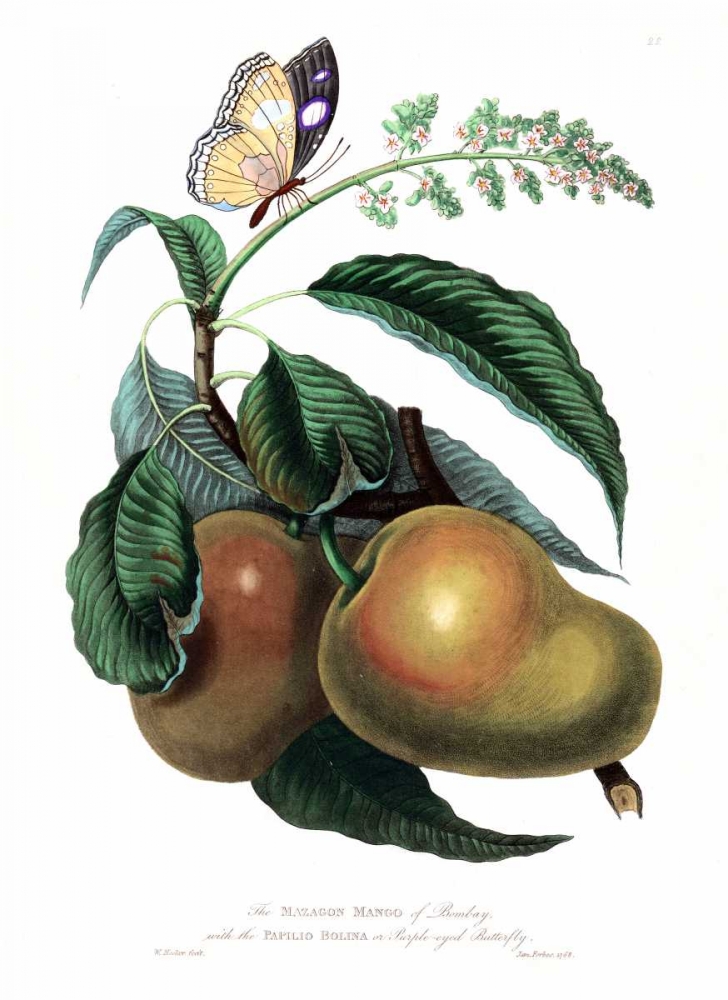Mango with Butterfly art print by William Hooker for $57.95 CAD