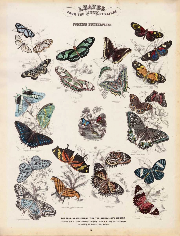 Foreign Butterflies art print by WH Lizars for $57.95 CAD