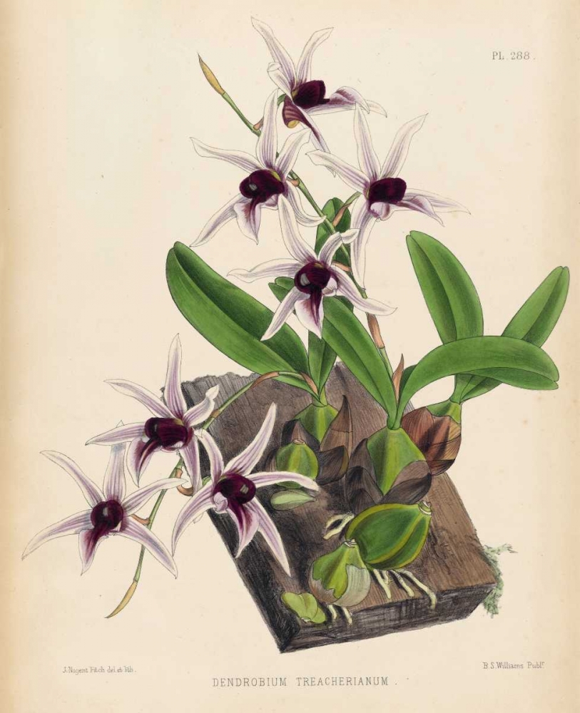 Orchid art print by Walter Joseph Fitch for $57.95 CAD