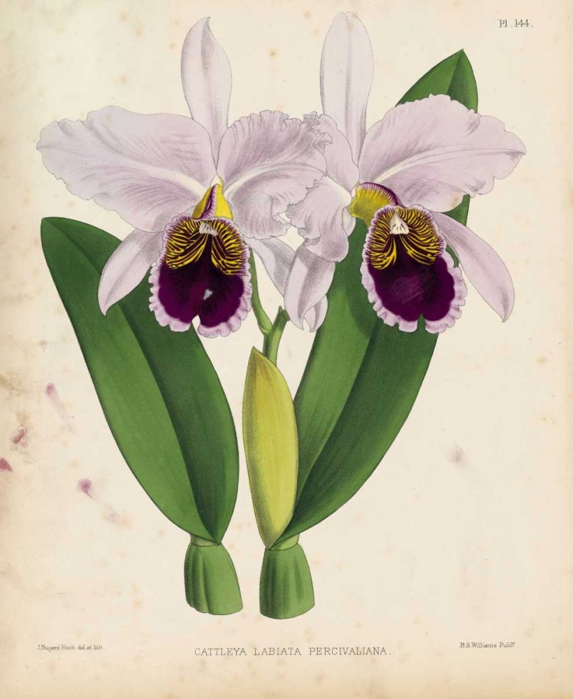 Orchid art print by Walter Joseph Fitch for $57.95 CAD