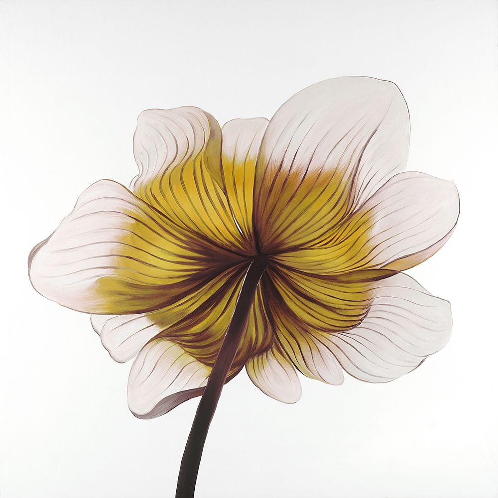 Beautiful anemone yellow flower art print by Atelier B Art Studio for $57.95 CAD