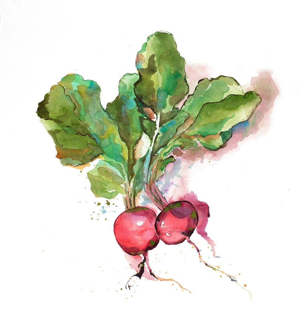 Watercolor Radish art print by Atelier B Art Studio for $57.95 CAD