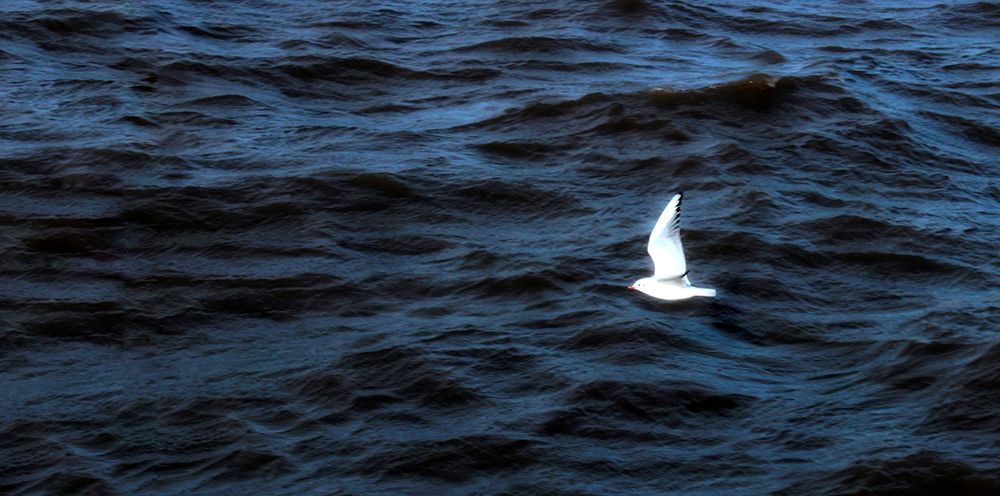 Seagull Flying on the blue Sea art print by Anonymous for $57.95 CAD