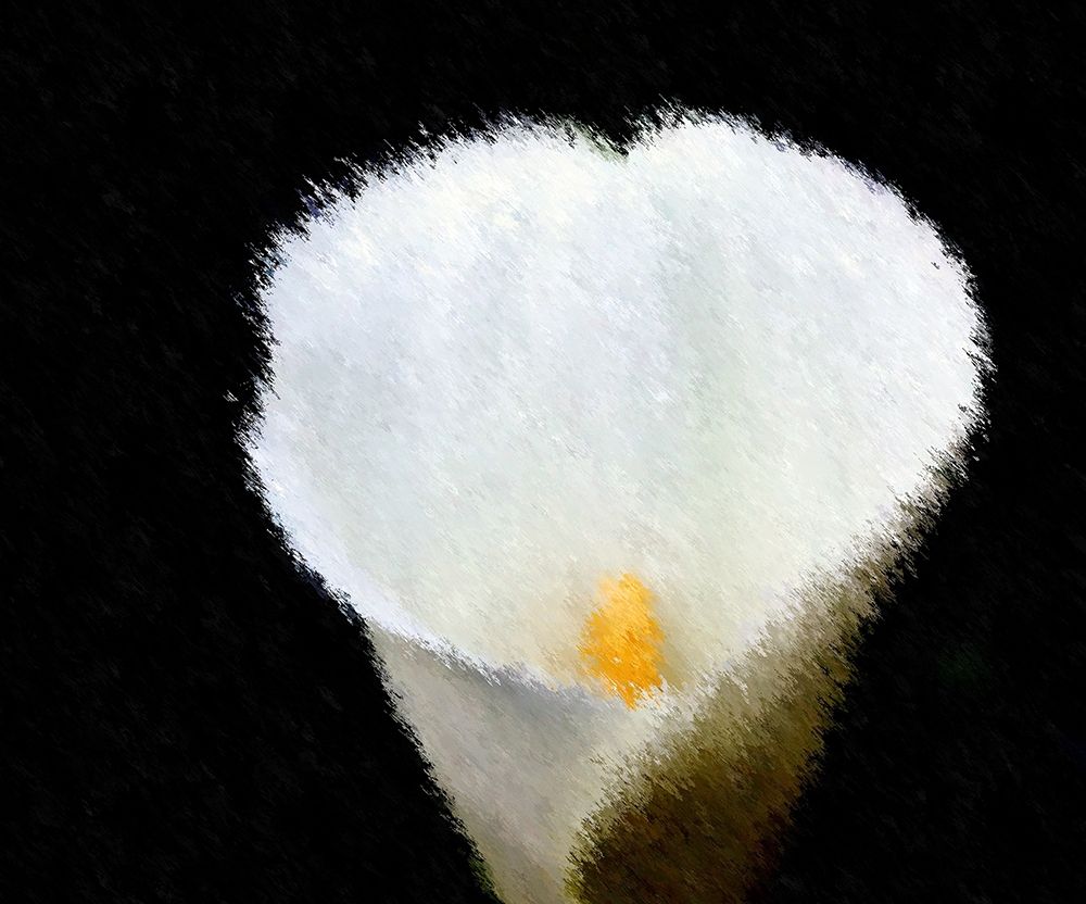 Stunning Calla Zantedeschia on black background art print by Giovanni Saiu for $57.95 CAD
