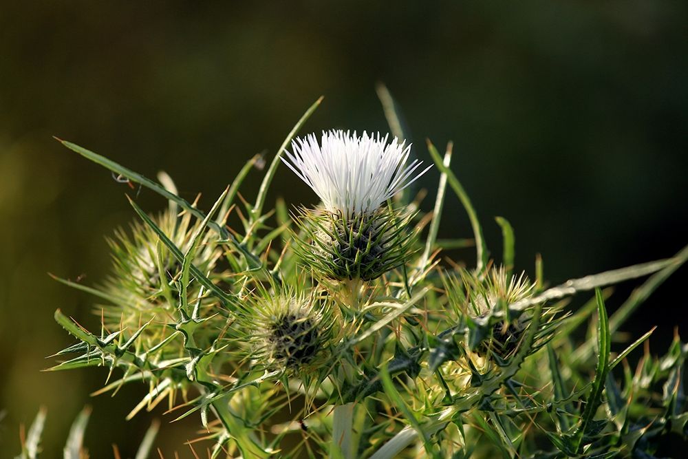 Wild White Thorny thistle flower art print by Giovanni Saiu for $57.95 CAD