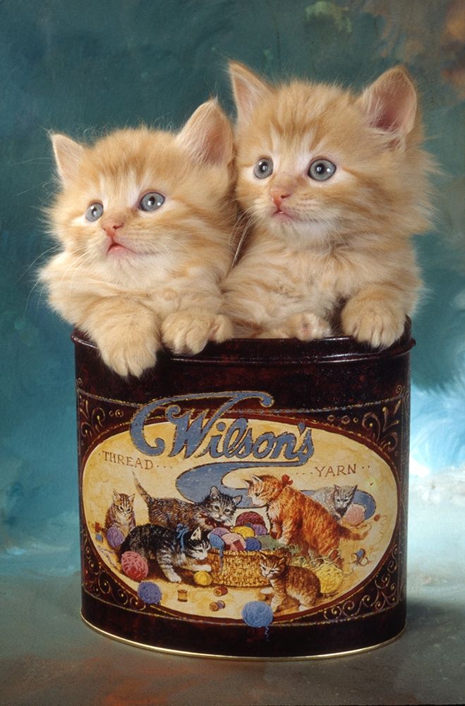 kittens in tin art print by Patrick Hoenderkamp for $57.95 CAD