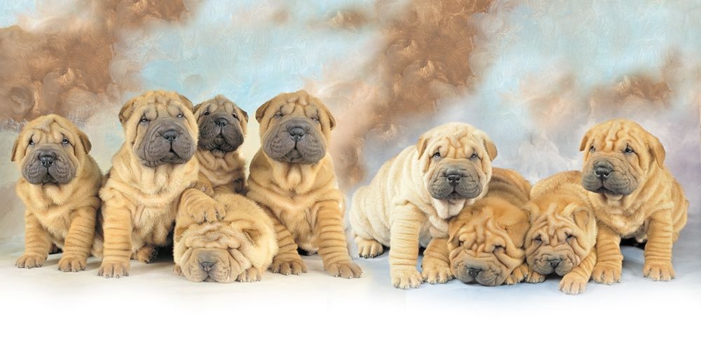 Puppies art print by Patrick Hoenderkamp for $57.95 CAD