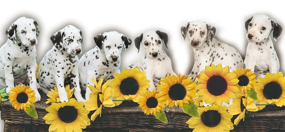 Puppies and Sunflowers art print by Patrick Hoenderkamp for $57.95 CAD