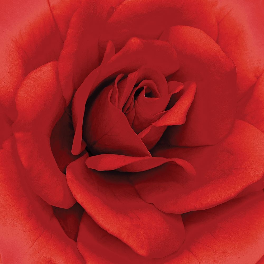 Anniversary Rose art print by H Kuchera for $57.95 CAD