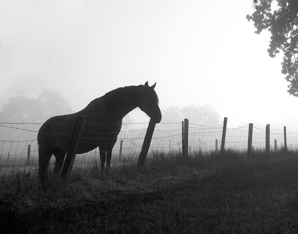 Morning Pasture art print by Anonymous for $57.95 CAD