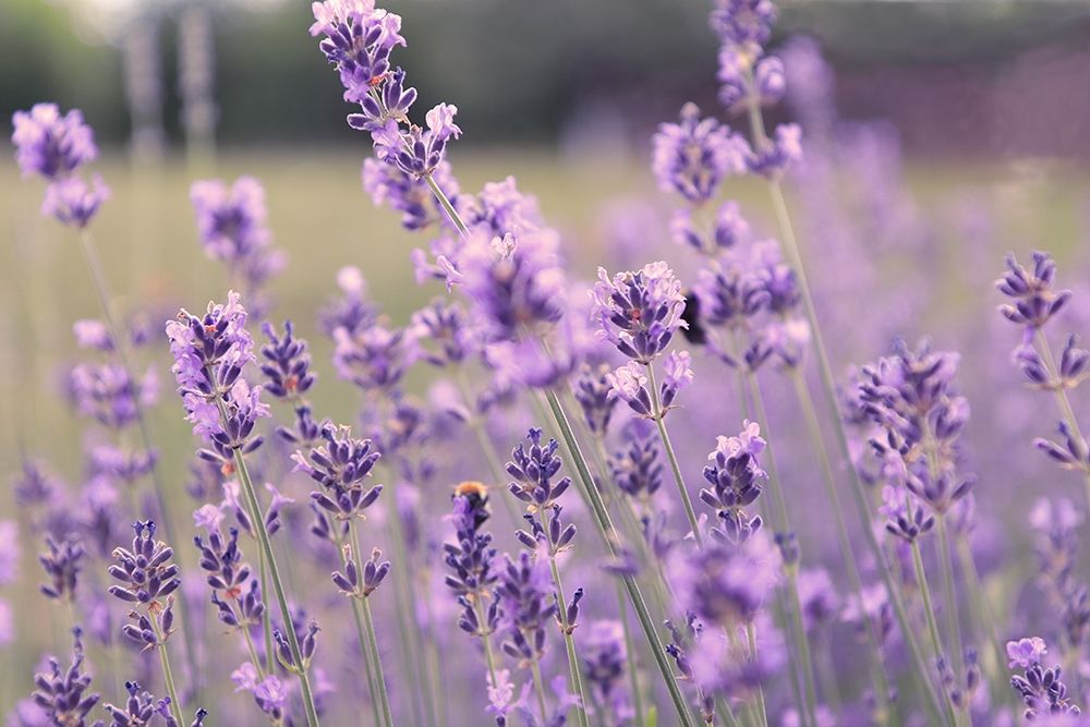 French Lavender Field art print by C. Tillmanns for $57.95 CAD