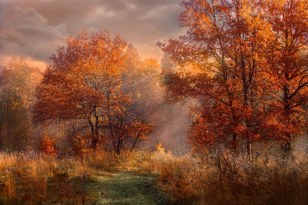 Red Oaks in the Mist art print by Anonymous for $57.95 CAD