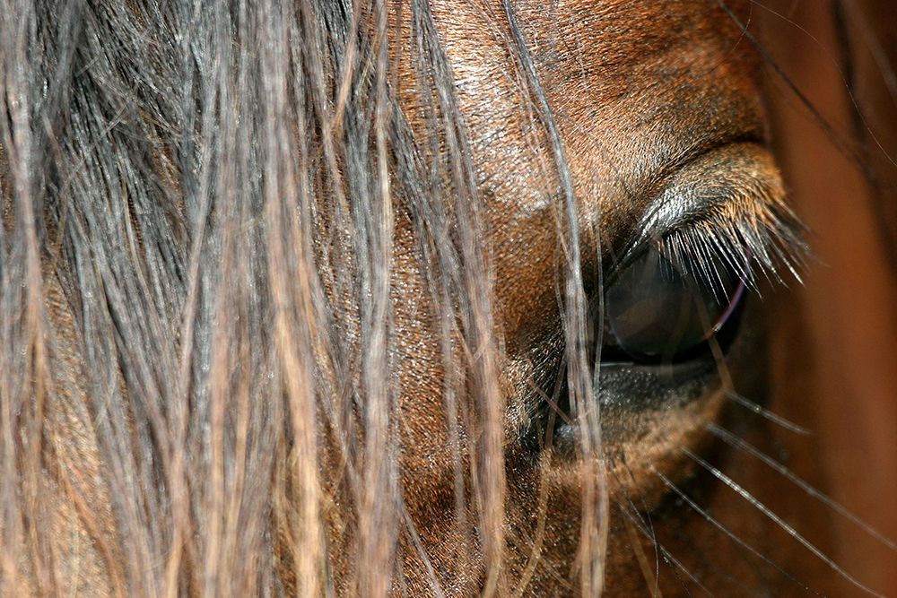 Beautiful close-up of a Horse art print by Melissa Schalke for $57.95 CAD