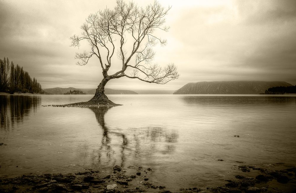 Lone Tree in a Lake art print by Ian Rushton for $57.95 CAD