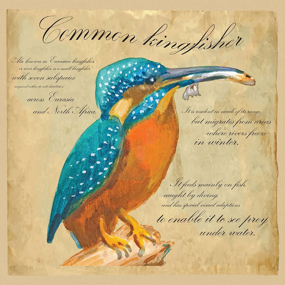Common Kingfisher art print by Kuco for $57.95 CAD