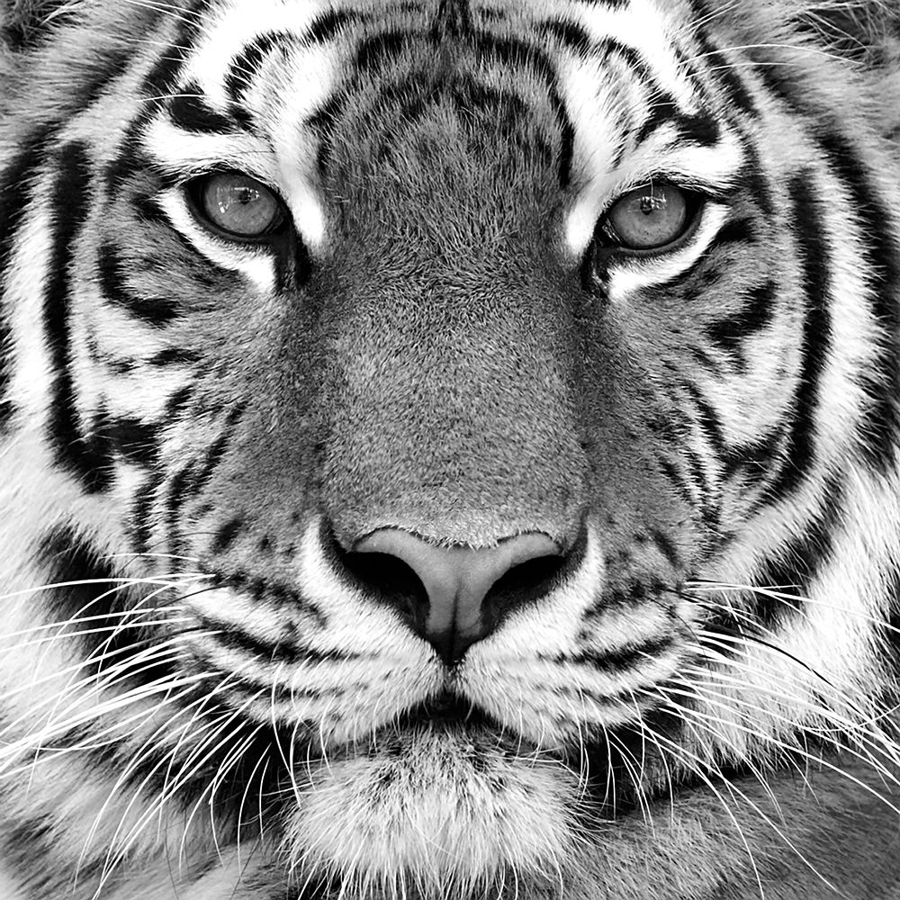 Tiger Portrait art print by Oleg Kozlov for $57.95 CAD