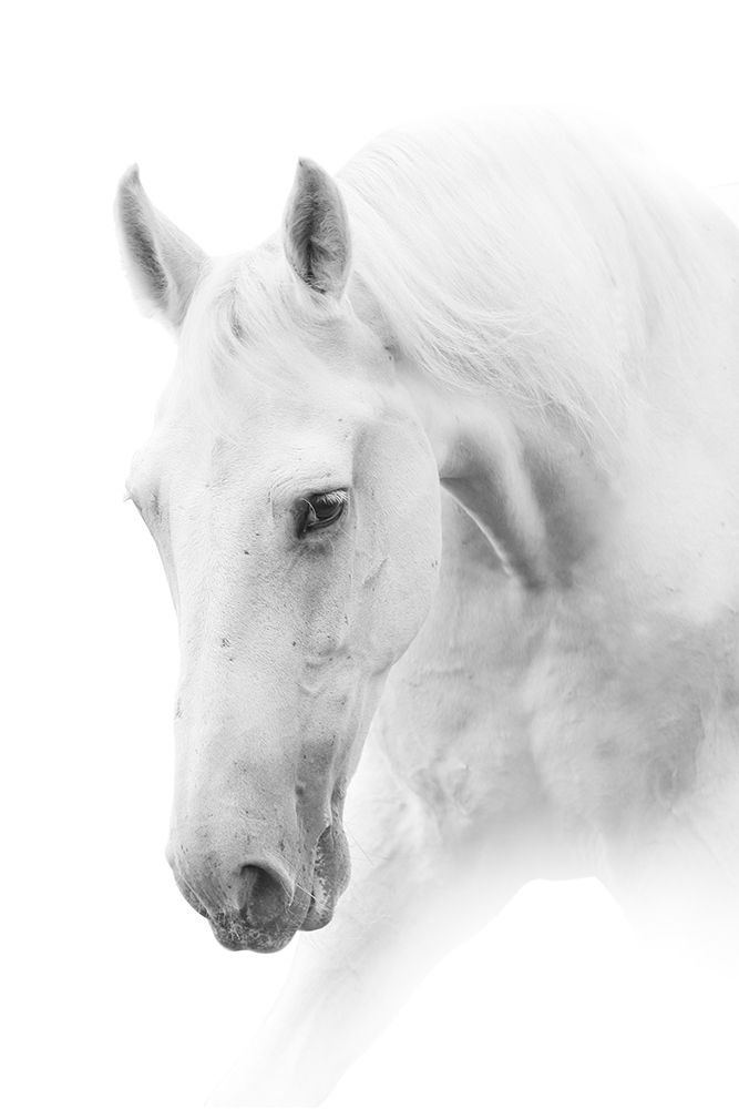 White Horse on White art print by Marina Itina for $57.95 CAD