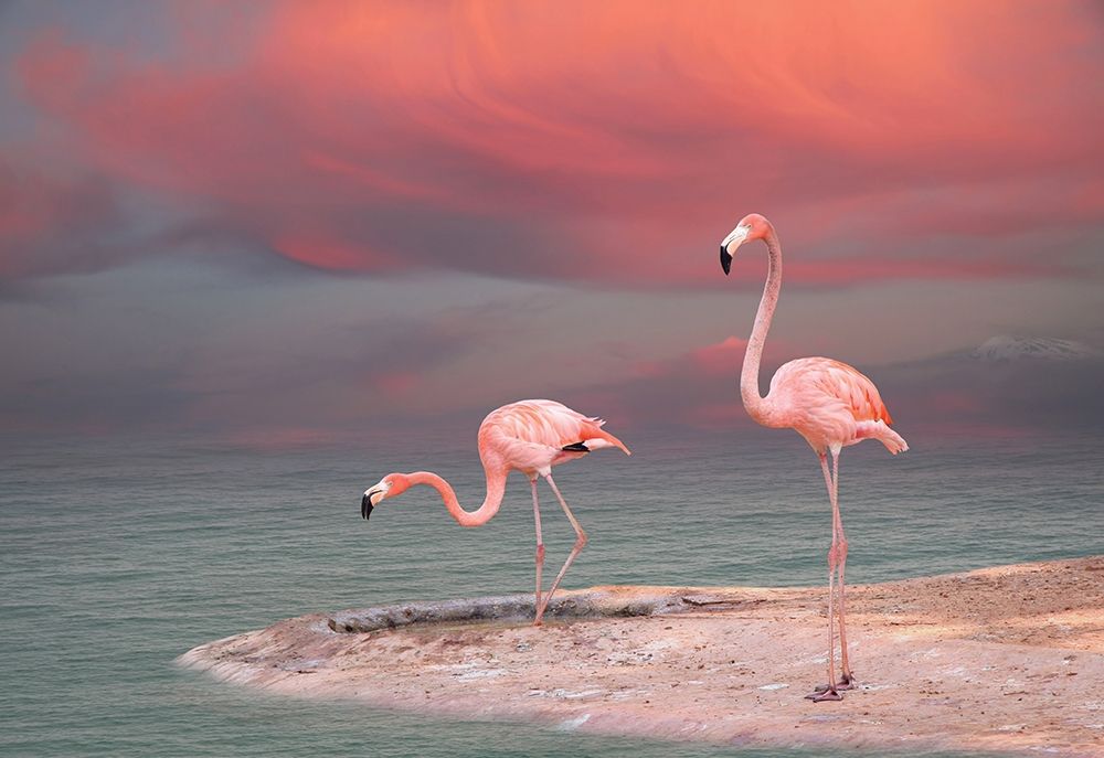 Pink Flamingos art print by Vladmir Sazonov for $57.95 CAD